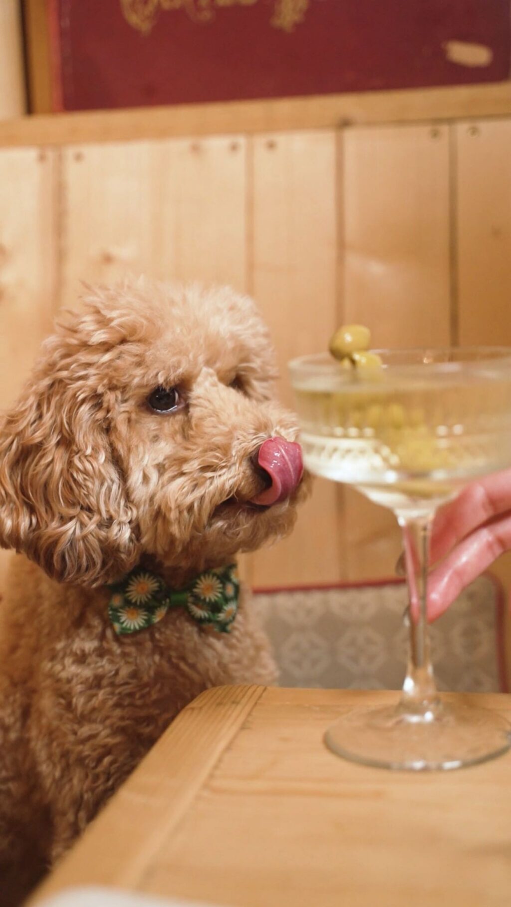 Instagram post from ladymartini.agency. This post is in position 1.